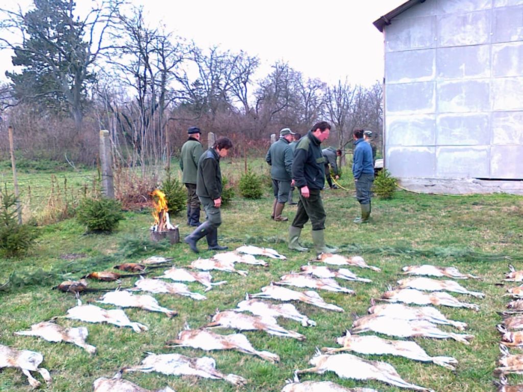 Caccia alla lepre in Ungheria